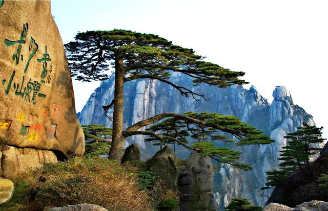 Greeting-Guest-Pine-Huangshan